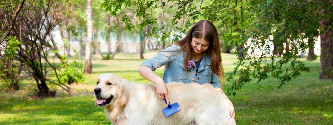 Köpek Nasıl Temizlenir Köpek Nasıl Temizlenir